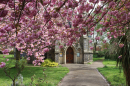 View through cherry blossom